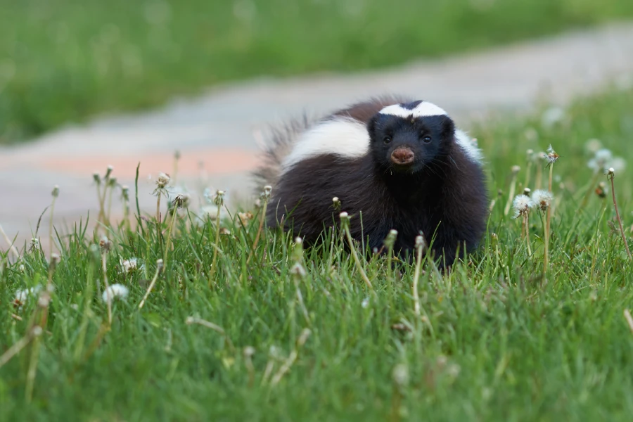 Professional Skunk Removal in Columbia, SC Professional Skunk Removal in Columbia, SC