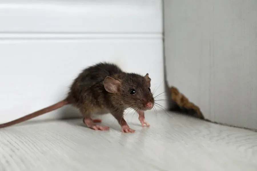 Experienced Rodent Control Columbia, SC Experienced Rodent Control Columbia, SC