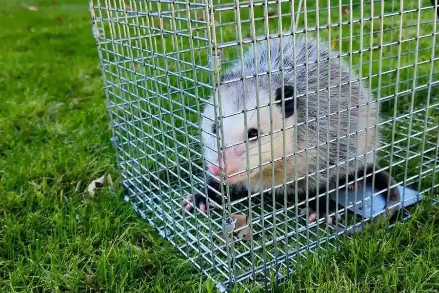 Expert Raccoon Removal Columbia, SC Expert Raccoon Removal Columbia, SC