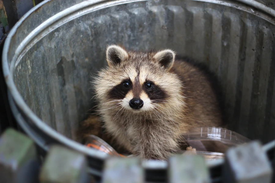 Health Risks Addressed By Raccoon Removal Services in Columbia, SC Health Risks Addressed By Raccoon Removal Services in Columbia, SC