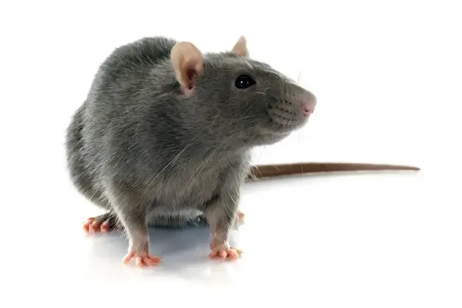 Local Rodent Control Columbia, SC Local Rodent Control Columbia, SC