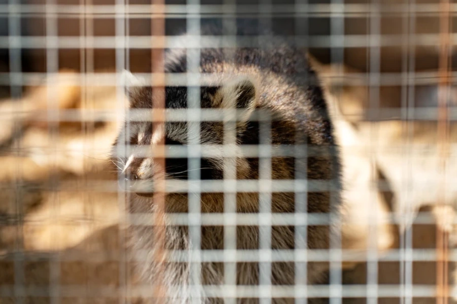 Premium Raccoon Removal Columbia, SC Premium Raccoon Removal Columbia, SC