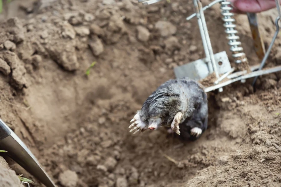 Professional Raccoon Removal Columbia, SC Professional Raccoon Removal Columbia, SC