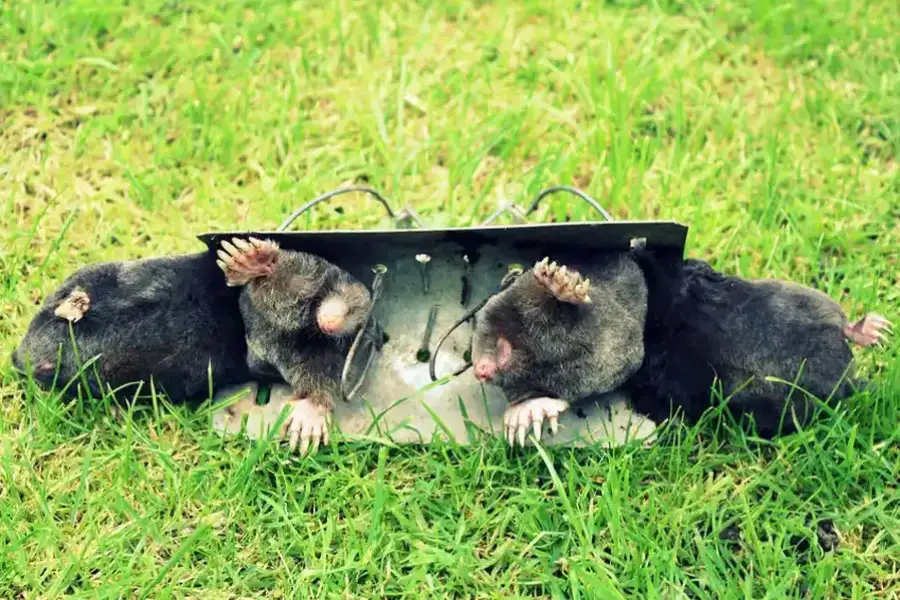 Signs You Need Professional Raccoon Removal Services Columbia, SC Signs You Need Professional Raccoon Removal Services Columbia, SC