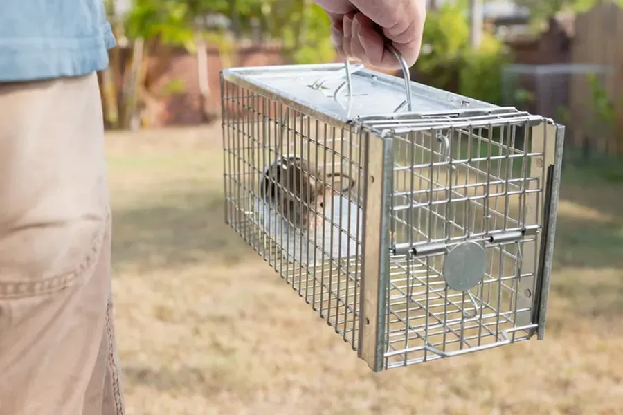 The Importance Of Sealing Gaps To Stop Rodent Intrusions Columbia, SC The Importance Of Sealing Gaps To Stop Rodent Intrusions Columbia, SC