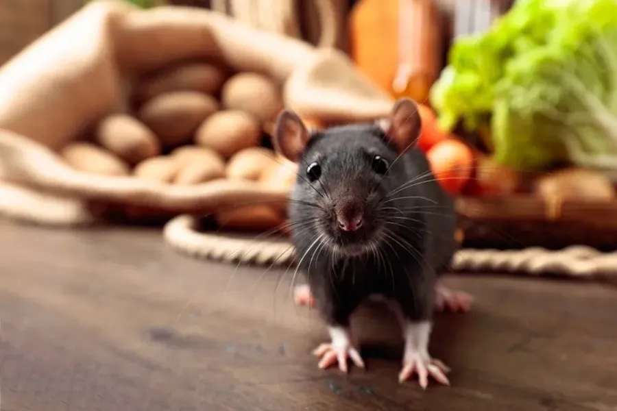 The Importance Of Sealing Gaps To Stop Rodent Intrusions in Columbia, SC The Importance Of Sealing Gaps To Stop Rodent Intrusions in Columbia, SC