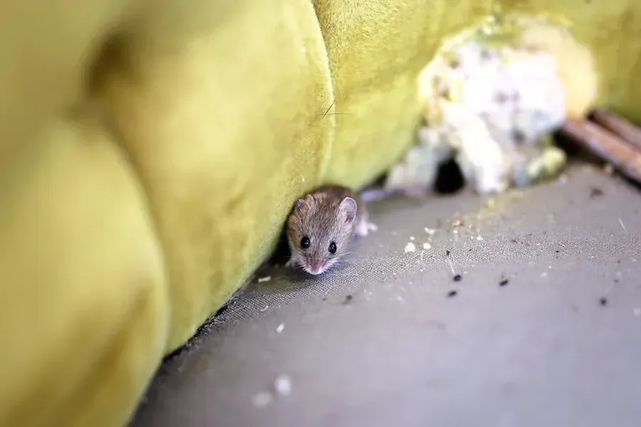The Role Of Sanitation In Rodent Prevention And Control Columbia, SC The Role Of Sanitation In Rodent Prevention And Control Columbia, SC