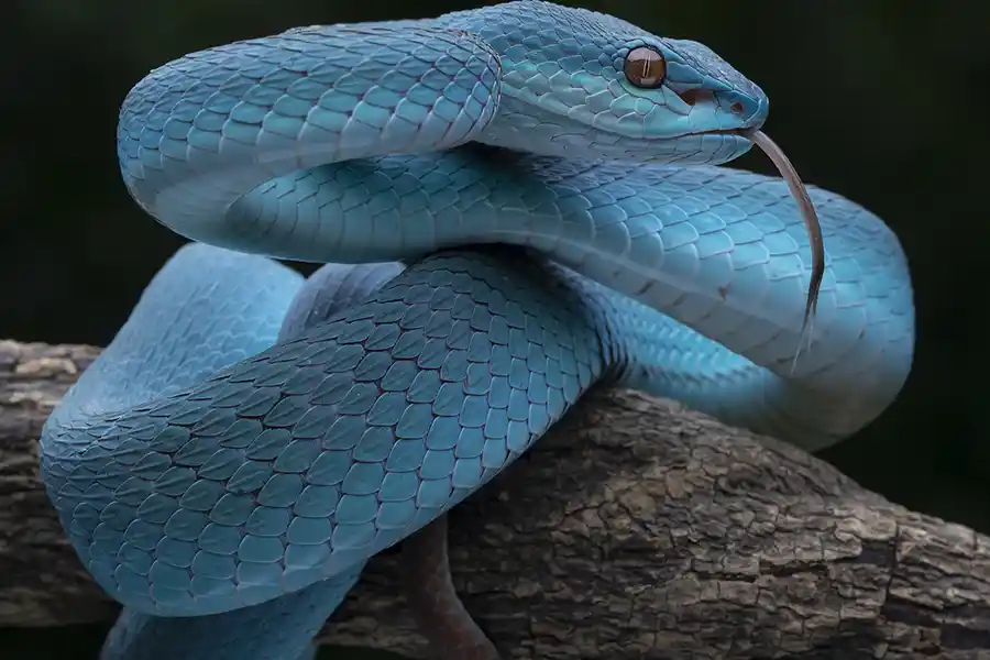 Excellent Snake Removal Services in Columbia, SC Excellent Snake Removal Services in Columbia, SC
