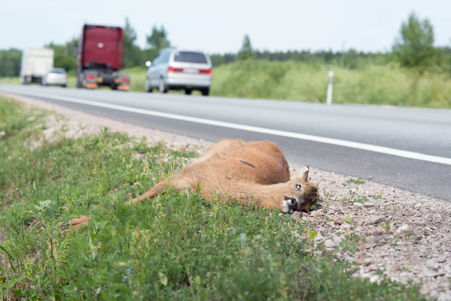 Experienced Dead Animal Removal Services in Columbia, SC Experienced Dead Animal Removal Services in Columbia, SC