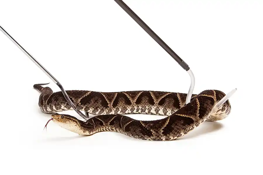 Experienced Snake Removal Services in Columbia, SC Experienced Snake Removal Services in Columbia, SC