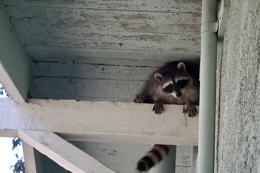 Expert Raccoon Removal Columbia SC Expert Raccoon Removal Columbia SC