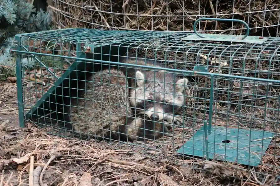 Health Risks Addressed By Raccoon Removal Services Columbia SC Health Risks Addressed By Raccoon Removal Services Columbia SC