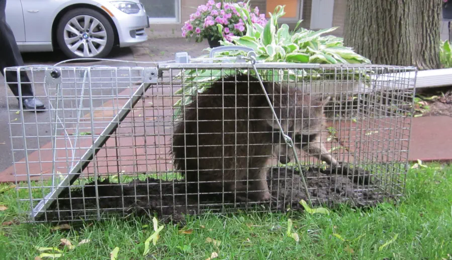 Professional Raccoon Removal Columbia, SC Professional Raccoon Removal Columbia, SC