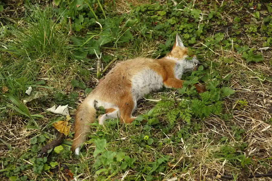 Reliable Dead Animal Removal Services in Columbia, SC Reliable Dead Animal Removal Services in Columbia, SC