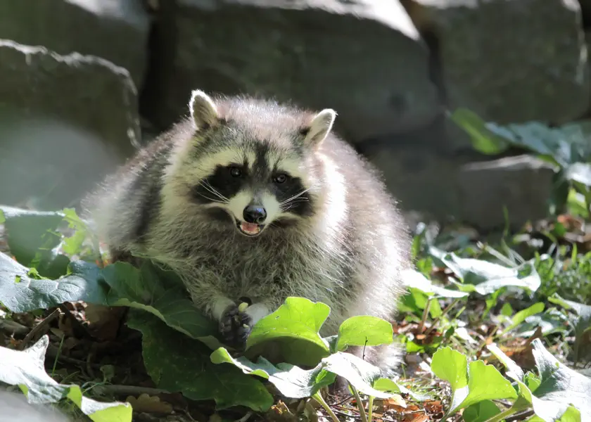 Signs You Need Professional Raccoon Removal Services Columbia SC Signs You Need Professional Raccoon Removal Services Columbia SC