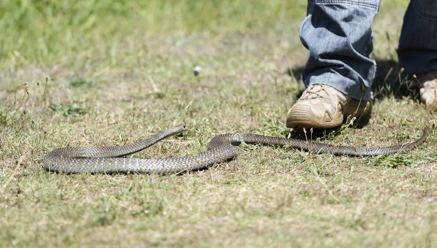 Snake Removal Services and Habitat Modification Columbia, SC Snake Removal Services and Habitat Modification Columbia, SC