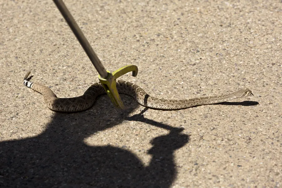 Snake Removal Services and Habitat Modification in Columbia, SC Snake Removal Services and Habitat Modification in Columbia, SC