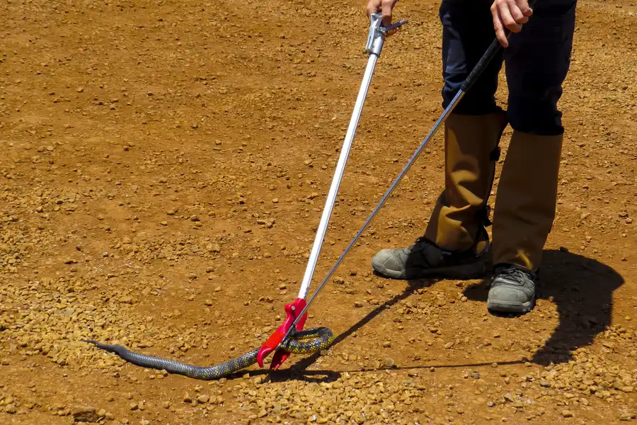 When to Call Snake Removal Services for Your Yard Columbia, SC When to Call Snake Removal Services for Your Yard Columbia, SC