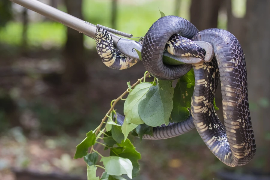 When to Call Snake Removal Services for Your Yard in Columbia, SC When to Call Snake Removal Services for Your Yard in Columbia, SC
